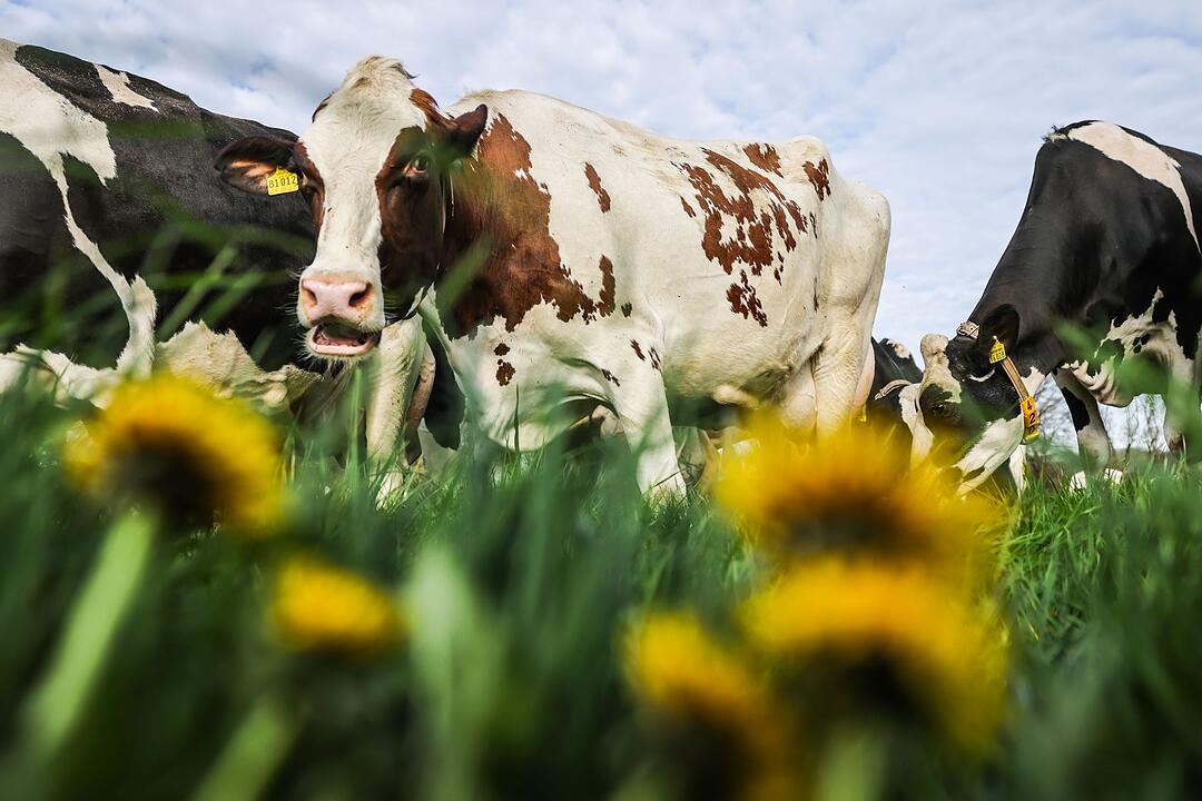 Milchk&uuml;he beim ersten Weidegang