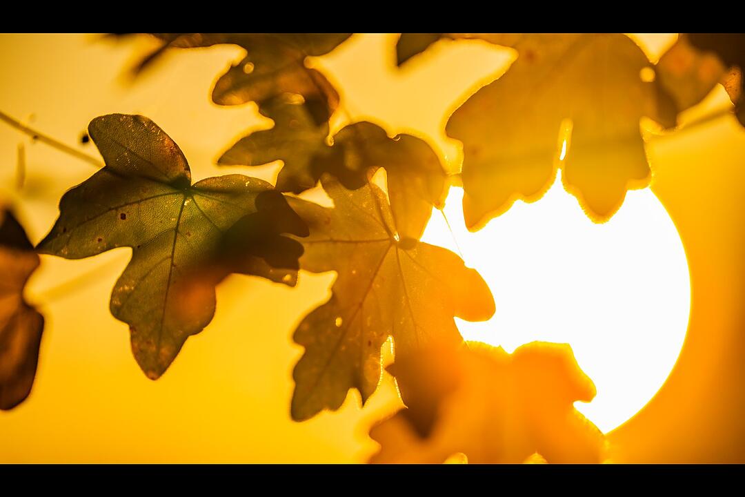 Die schönsten Herbstfotos aus Coburg und Umgebung