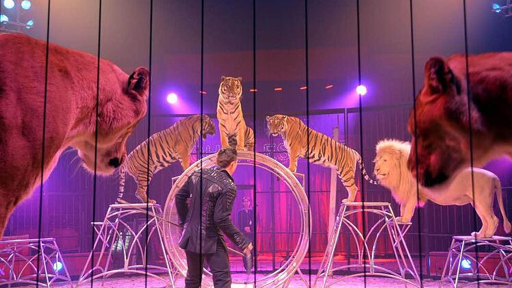 Tom Dieck mit seinen Raubtieren.  Foto: Peter Rauch