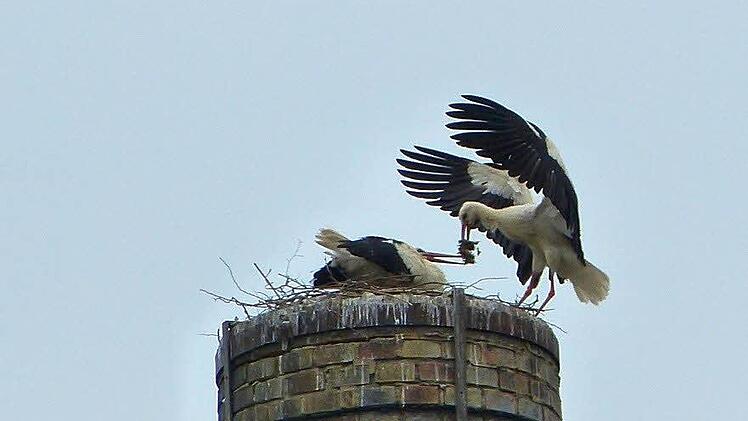Sie bauen, sie paaren sich, sie brüten aber nicht: die Störche auf dem Neustadter Hausser-Schlot. Foto: Hans-Peter Schöneker