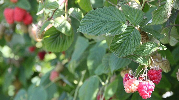 Die Erdbeerzeit ist fast vorbei, nun sind die Himbeeren reif. Foto: Ulrike Müller