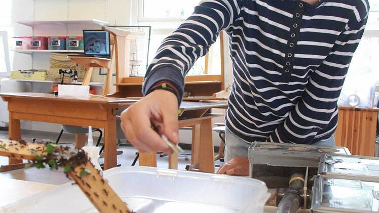 Großes Krabbeln in der Sinnberg-Grundschule: Dr. Oliver Geißler hat im Klassenzimmer eine Ameisenstraße aufgebaut.  Foto: Carmen Schmitt
