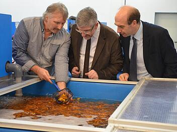 Bernd Schmölzing (links) zeigt Landrat Michael Busch (Mitte) und Wirtschaftsförderer Martin Schmitz Fische in einem Kaltwasserbecken. Foto: Rainer Lutz