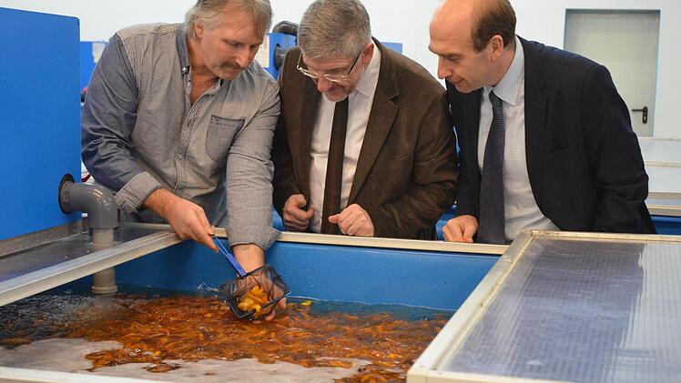 Bernd Schmölzing (links) zeigt Landrat Michael Busch (Mitte) und Wirtschaftsförderer Martin Schmitz Fische in einem Kaltwasserbecken. Foto: Rainer Lutz