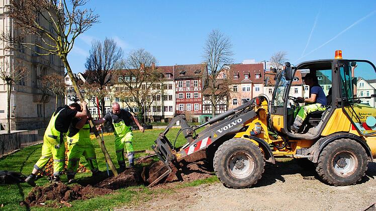 Mit viel Kraft wird der Ahorn in die richtige Richtung gedrückt.