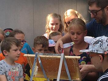 In einem Schaukasten konnten die Ferienprogramm-Kinder die Honigbienen beobachten. Foto: Claudia Dorn