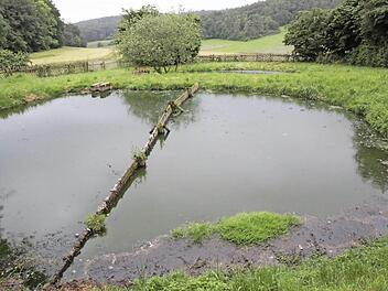 Die Klärbecken am Ortsrand entsprechen nicht mehr dem Stand der Technik. Nur die Wildenten fühlten sich hier wohl.  Foto: Josef Hofbauer