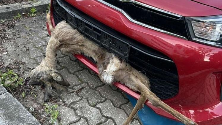Meinheim: Mann fährt mit totem Reh in der Stoßstange - angeblich nicht bemerkt