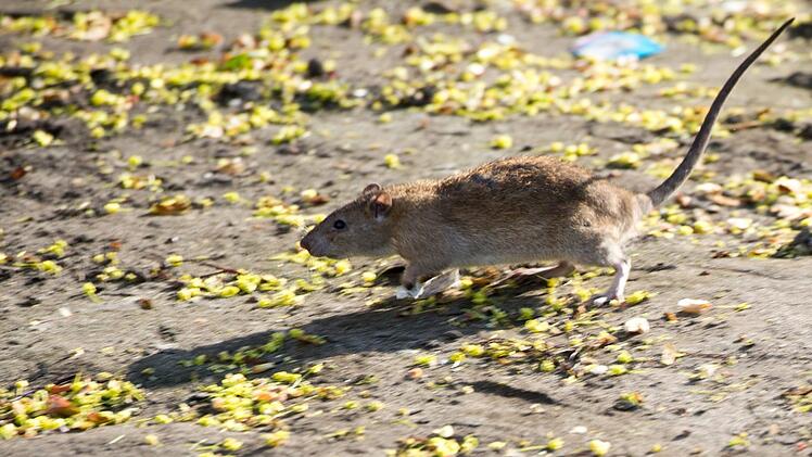 Wo Menschen leben, fühlen sich auch Ratten wohl.   Foto: Bernd von Jutrczenka(dpa)