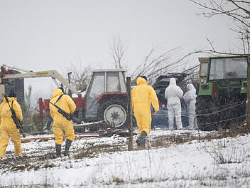 Maul- und Klauenseuche in Brandenburg ausgebrochen