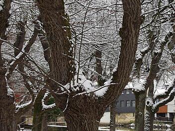 Auch die Kronacher Innenstadt wurde in der Nacht zum Sonntag "eingezuckert". Foto: Marco Meißner
