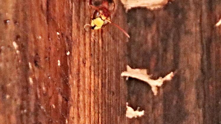 Schnell wurden die Tiere unruhig, nachdem sie fotografiert wurden. Helmut Will