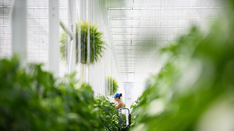 Eine Erntehelferin arbeitet in einem der bis zu 300 Meter langen Gewächshäuser des Gemüsebaubetriebes. Foto: Nicolas Armer/dpa
