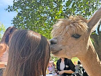 Der Verein Jonas hilft organisierte unter anderem eine Alpakawanderung in der Rh&ouml;n.