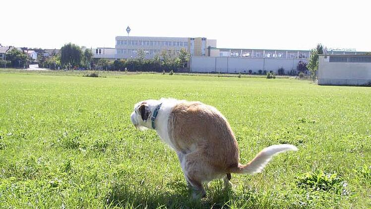 Ein leider fast immer noch alltägliches Bild auf den Aischwiesen: Hunde, die ihr Geschäft verrichten.  Foto: Gudrun Westphal (Archiv)