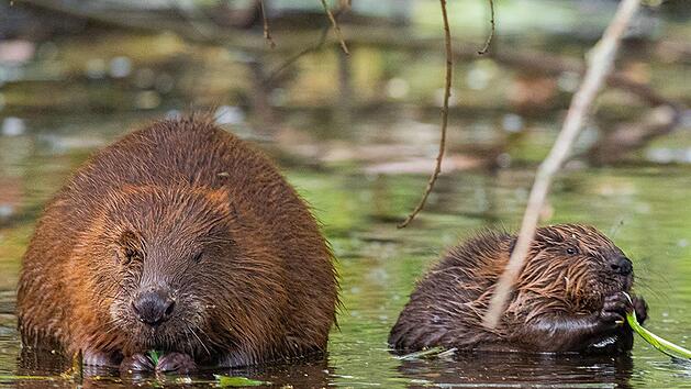 Biber sind im Landkreis wieder vielerorts anzutreffen. Dass der Nachwuchs gezwungen ist, eigene Reviere zu suchen, führt immer wieder zu Konflikten mit anderen Bibern oder dem Menschen.