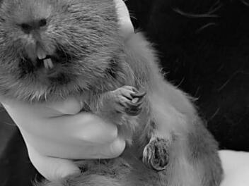 Tierheim Nürnberg: "Zehn Minuten später war sie tot"