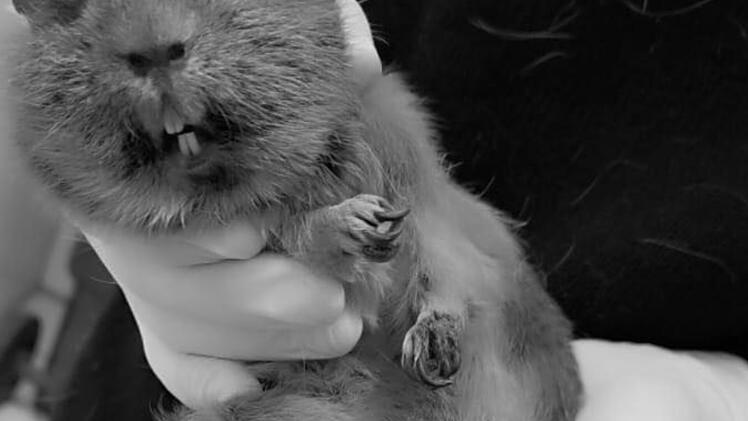 Tierheim Nürnberg: "Zehn Minuten später war sie tot"