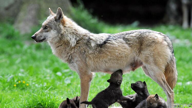 Gibt es in der Rhön Wolfsnachwuchs wie auf diesem Foto, das aus einem hessischen Tiergehege stammt?