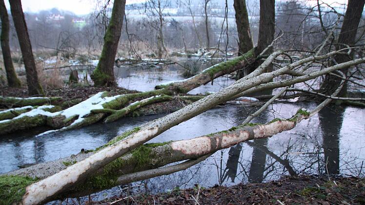 Impression aus dem Biber-Revier im Staatsbad Bad Brückenau Foto: Ulrike Müller