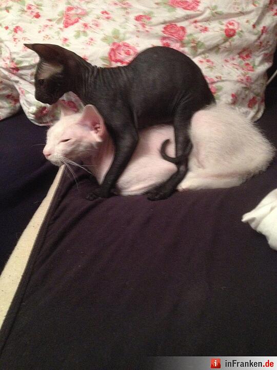 Foto: musictilldeath