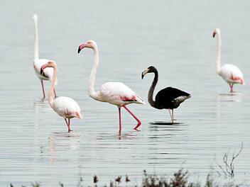 Ein schwarzer Flamingo zwischen rosafarbenen Artgenossen. Foto Stringer/dpa