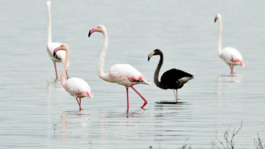 Ein schwarzer Flamingo zwischen rosafarbenen Artgenossen. Foto Stringer/dpa