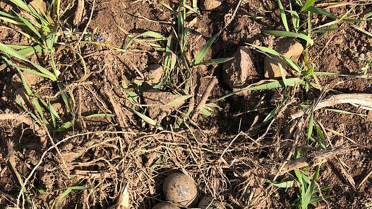 Lichtenfels: Zugv&ouml;gel kehren zur&uuml;ck - hier m&uuml;ssen Hunde an die Leine