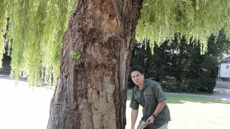 Der Baumexperte misst.