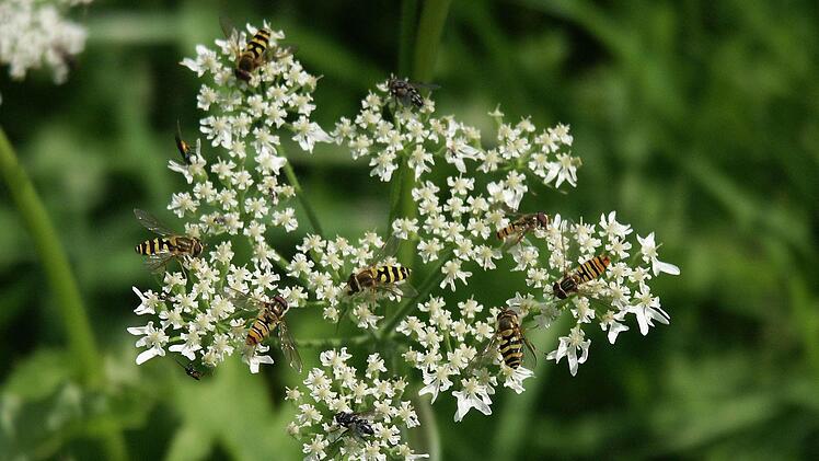 Die weiße Blüte des BärenklausFoto: Archiv