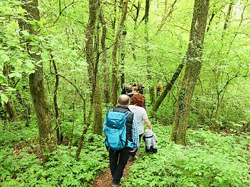 Vierzehnheiligen: Naturwald erkunden - Führung vermittelt Wissen über Besonderheiten, Pflanzen und Co. Vierzehnheiligen: Naturwald erkunden - Führung vermittelt Wissen über Besonderheiten, Pflanzen und Co.
