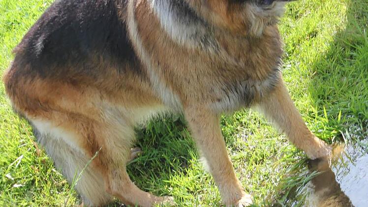 "Zorro" freut sich über eine Erfrischung.