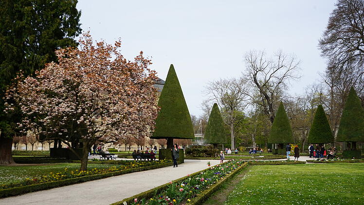 Blühender Magnolienbaum im Hofgarten der Würzburger Residenz II