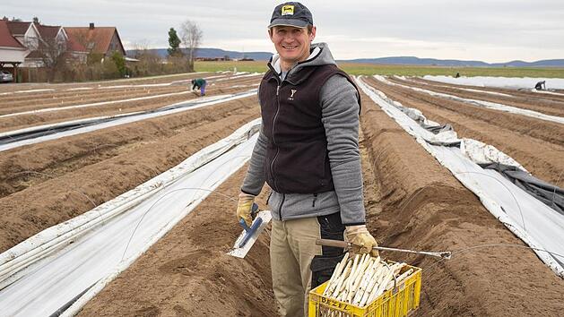 Erster Spargel streckt den Kopf aus der Erde