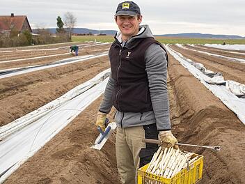 Erster Spargel streckt den Kopf aus der Erde
