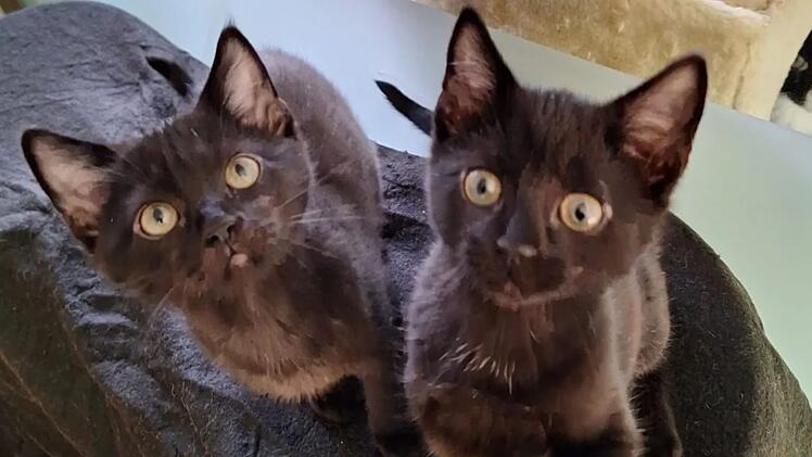 Tierheim Nürnberg: Neues Zuhause für "Mammon und Amon" gesucht - "wird man nicht mehr los"