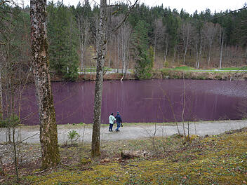 Bakterien f&auml;rben Gipsbruchweiher bei F&uuml;ssen lila