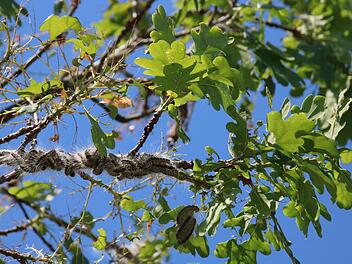 Entwarnung: Am Wurmerich wurden doch keine Raupen des Eichenprozessionsspinners gefunden.Matthias Einwag