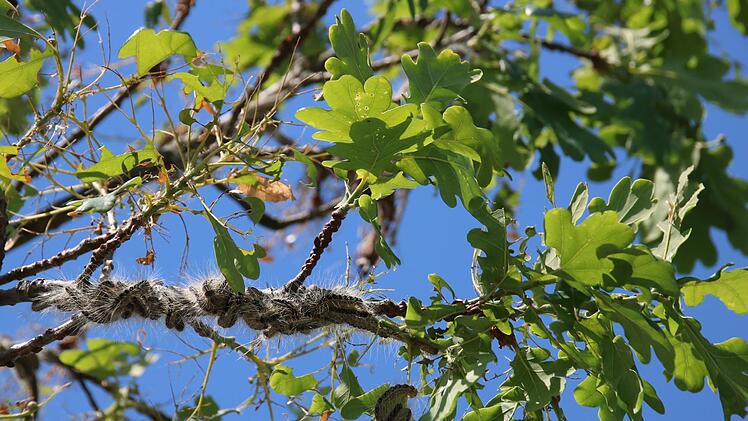 Entwarnung: Am Wurmerich wurden doch keine Raupen des Eichenprozessionsspinners gefunden.Matthias Einwag