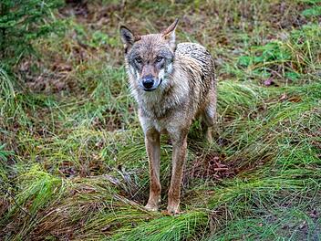 Wolfsriss im Kreis Bad Kissingen sorgt für Aufregung