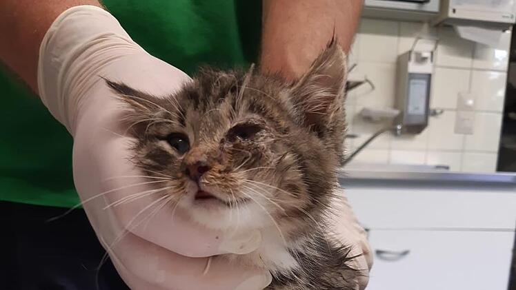 Tierheim Nördlingen