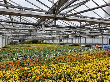 Bamberg: Stadt blüht bald wieder auf - zahlreiche Blumen werden eingepflanzt