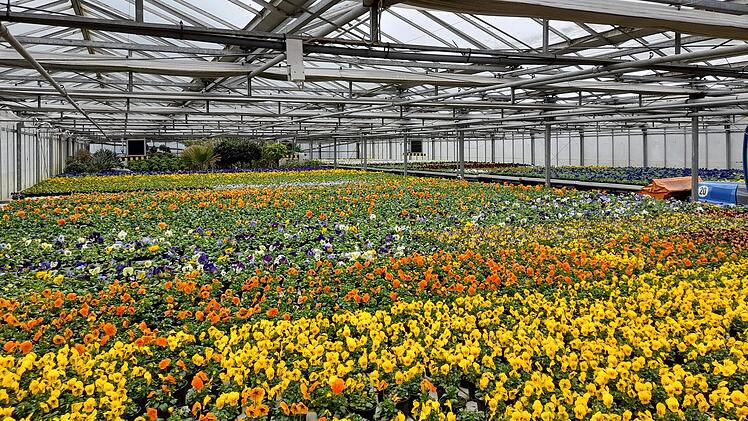 Bamberg: Stadt blüht bald wieder auf - zahlreiche Blumen werden eingepflanzt