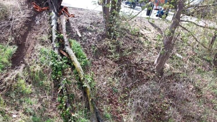 Bamberg: Feuerwehr zieht 12 Meter hohen Baum aus Regnitz - "Gefahr für die Binnenschiffahrt"