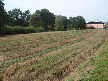 Auf dieser Wiese zwischen Reitsch und Büttnerszeche sollen Müllaltlasten des ehemaligen Bergwerks schlummern. Bis zum Abschluss der Bodenuntersuchungen und eventuell Entsorgung werden sich Kanal- und Wasserleitungsarbeiten für die Büttnerszeche verzögern.Karl-Heinz Hofmann