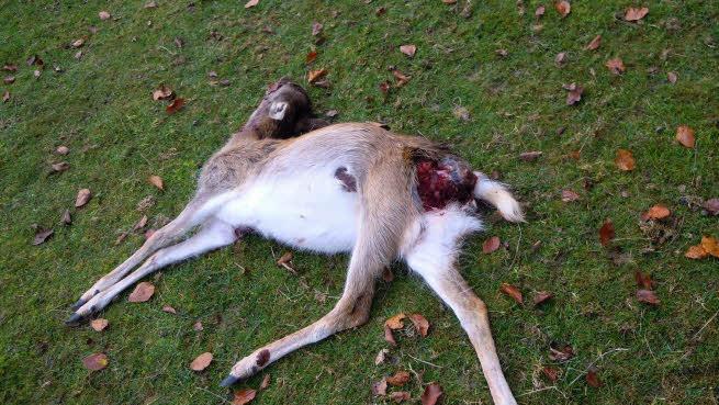 Gerissenes Damwild. Foto: Julia Raab