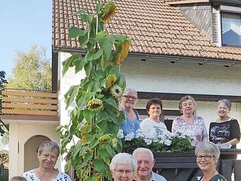 Das Ehepaar Vetter vor seiner 3,20 Meter hohen Sonnenblume mit anderen Züchtern sowie OGV-Vorsitzender Gaby Kotschenreuther (rechts) und Ursula Trebes (links) bei der Übergabe des Gutscheins Foto: Heike Schülein