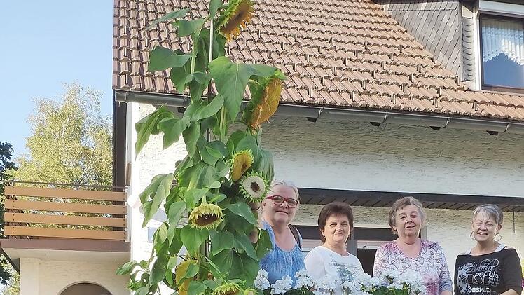 Das Ehepaar Vetter vor seiner 3,20 Meter hohen Sonnenblume mit anderen Züchtern sowie OGV-Vorsitzender Gaby Kotschenreuther (rechts) und Ursula Trebes (links) bei der Übergabe des Gutscheins Foto: Heike Schülein