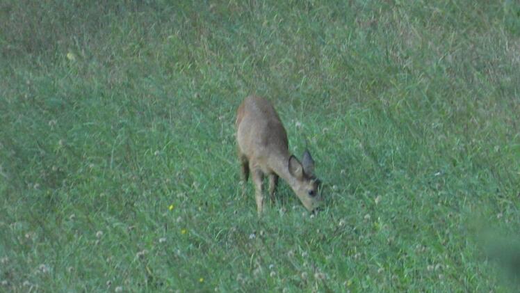 Ein Reh äst auf einer Wiese bei Ebermannstadt (August 2020). Foto: privat