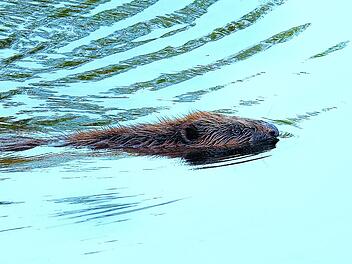 Hersbruck: Biber fällt in Schwimmbecken